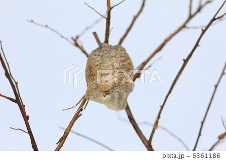 カマキリの卵 6361186