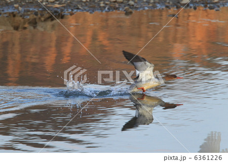 コウライアイサ 6361226