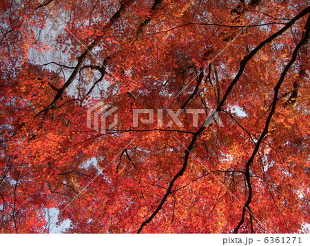 大空の紅葉 6361271