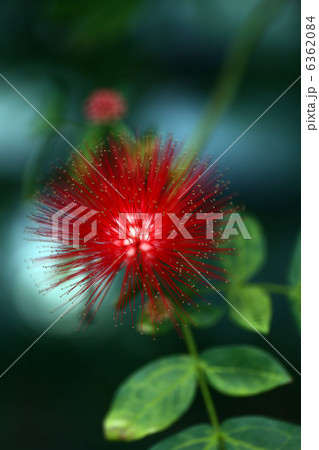 カリアンドラ 6362084