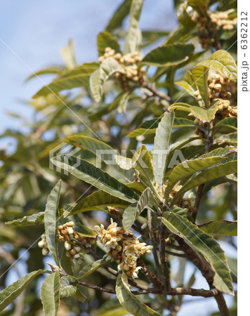 ビワの花 ビワの花 6362212