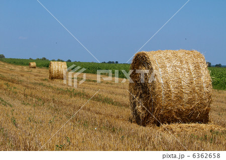 Hay bales Hay bales 6362658