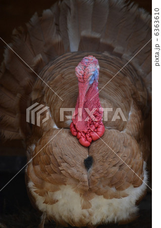 七面鳥 6363610