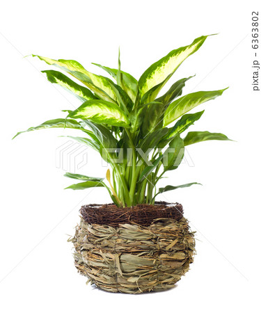 Window plant "Dieffenbachia picta" 6363802