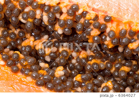 Seed Fresh Papaya 6364027