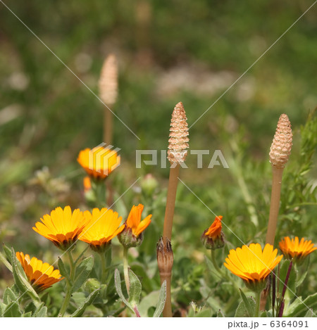 キンセンカとツクシ キンセンカとツクシ 6364091