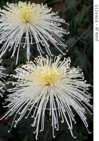 大菊　管物 6364210