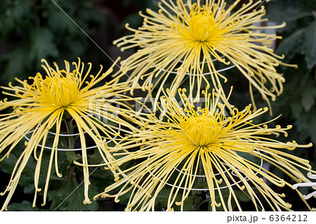 大菊　管物 6364212