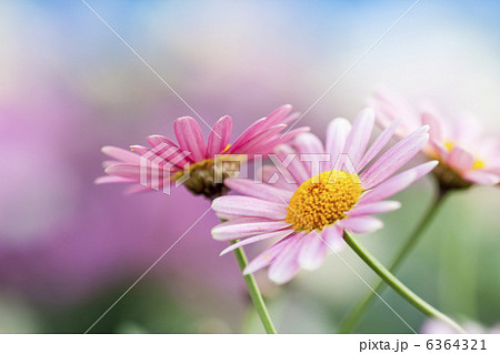 マーガレット 6364321