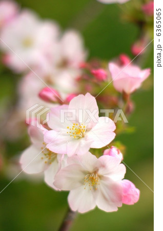 ゴテンバザクラ（御殿場桜） 6365065