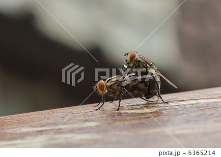 ハエの交尾 6365214