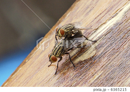 ハエの交尾 6365215