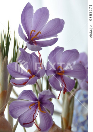 サフランの花 サフランの花 6365271