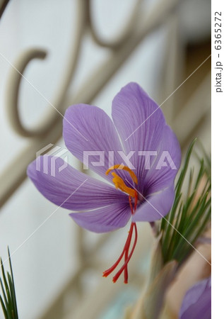 サフランの花 サフランの花 6365272