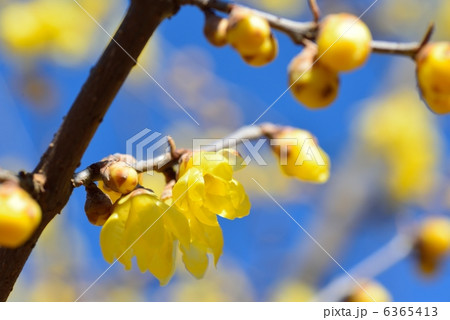 黄梅 黄梅 6365413