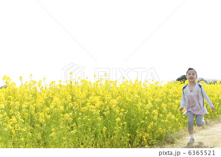 ナノハナ畑を走る女の子 6365521