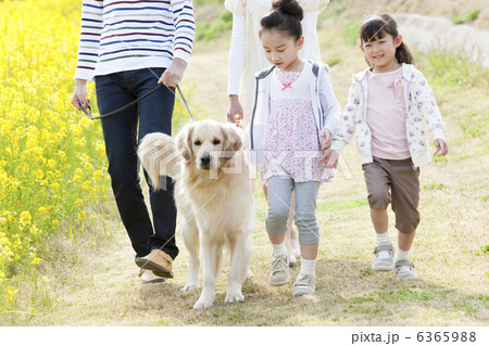 歩く4人家族と犬 歩く4人家族と犬 6365988