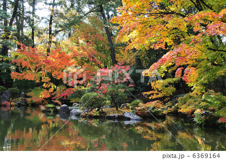 白山公園紅葉 6369164
