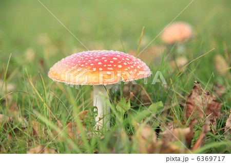 ベニテングタケ ベニテングタケ 6369717