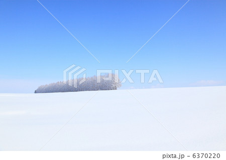 雪原の着雪した防風林 6370220