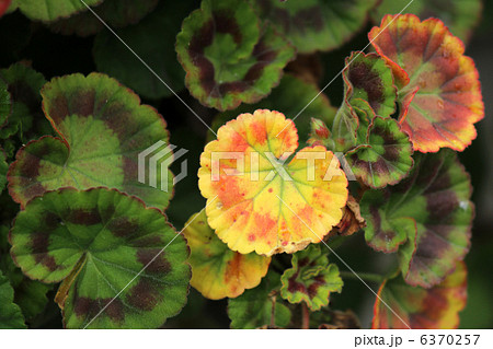 ゼラニウムの葉の紅葉 ゼラニウムの葉の紅葉 6370257