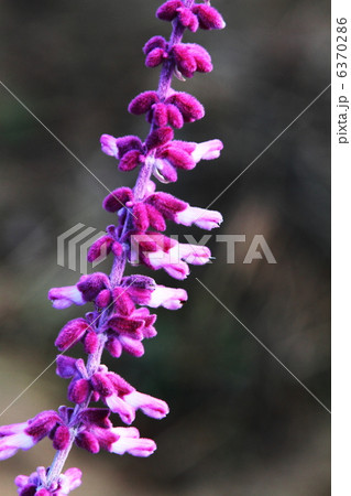 メキシカンブッシュセージ 6370286