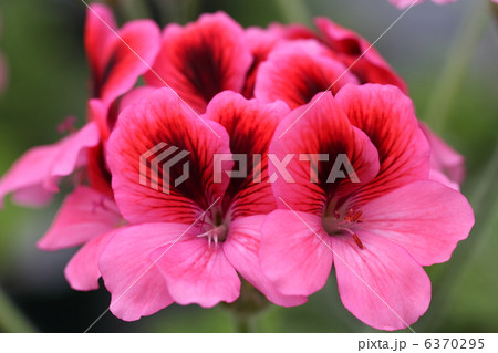 ペラルゴニウム 6370295