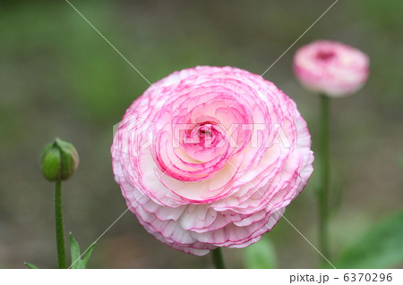 ラナンキュラス 6370296