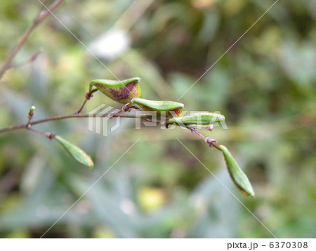 盗人の足の型のヌスビトハギの実 6370308