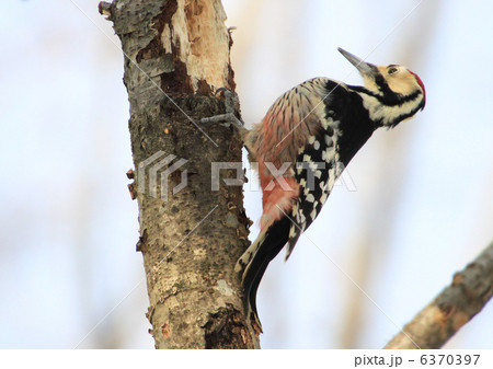 アカゲラ アカゲラ 6370397