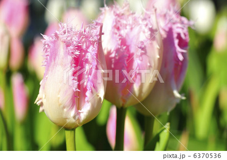 チューリップ（カミンズ） 6370536
