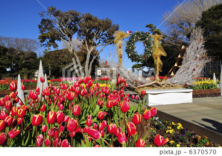江の島サムエルコッキング苑のチューリップ 6370570