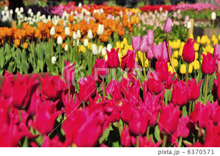 チューリップ チューリップ 6370571