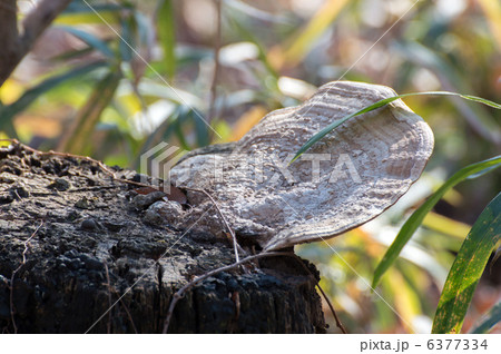 チリメンタケ チリメンタケ 6377334