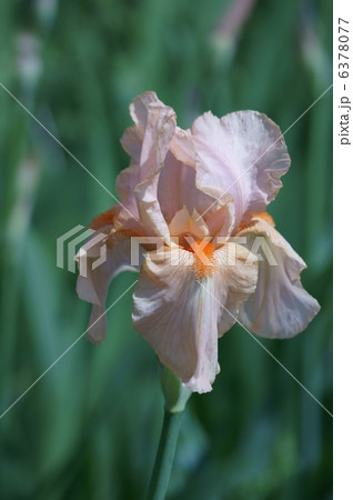 ジャーマンアイリス　フリフリです。 6378077