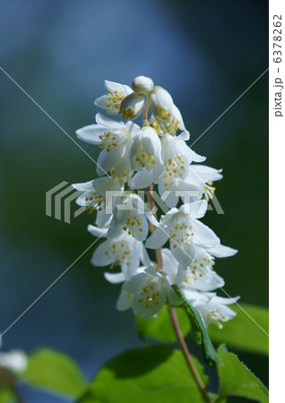 姫空木ヒメウツギ 淑やかに咲いています。 姫空木ヒメウツギ 淑やかに咲いています。 6378262
