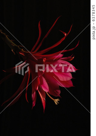 Epiphyllum 6378345