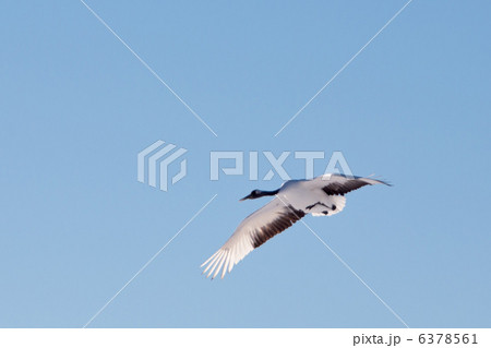 タンチョウ タンチョウ 6378561