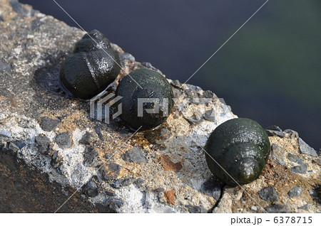 たにし たにし 6378715