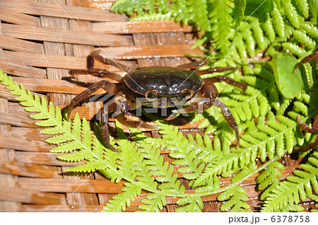 さわがに さわがに 6378758