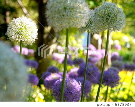 アリウム（なばなの里） 6378937