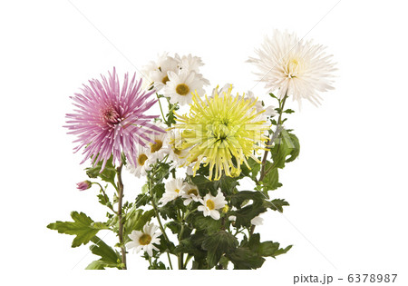 beautiful chrysanthemum flower isolated beautiful chrysanthemum flower isolated 6378987