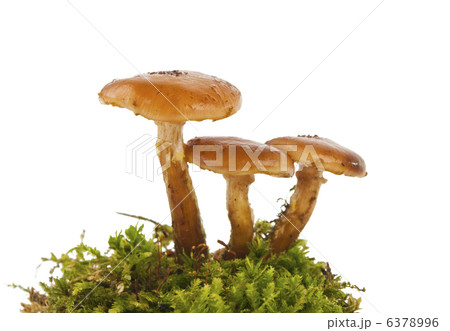 honey agarics isolated honey agarics isolated 6378996