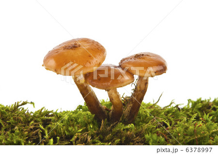 honey agarics isolated honey agarics isolated 6378997