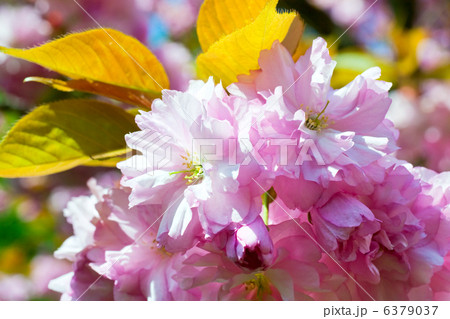 Pink  japanese cherry blossom 6379037