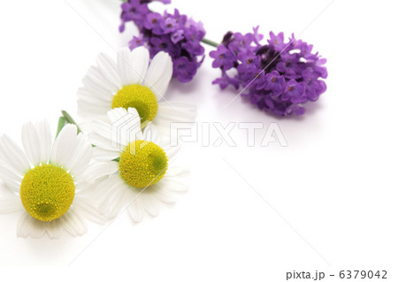 カモミールとラベンダー 6379042
