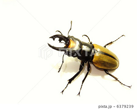 ラコダールツヤクワガタ　白バック 6379239