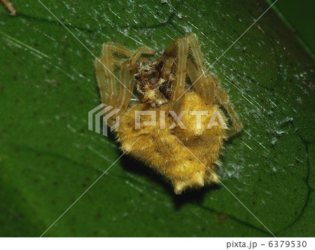 ムツトゲイセキグモ 6379530