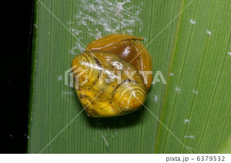 オオトリノフンダマシ 6379532