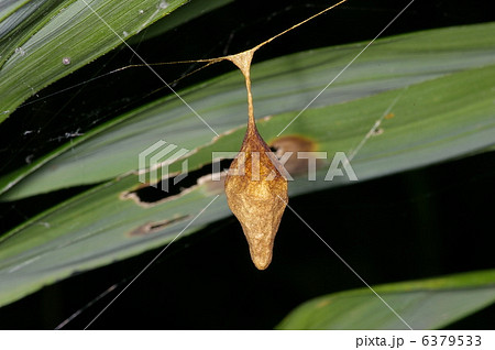 オオトリノフンダマシ 6379533